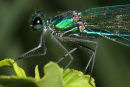 06-7510 Male Dark Winged Demoiselle (Calopteryx splendens, xanthostoma)